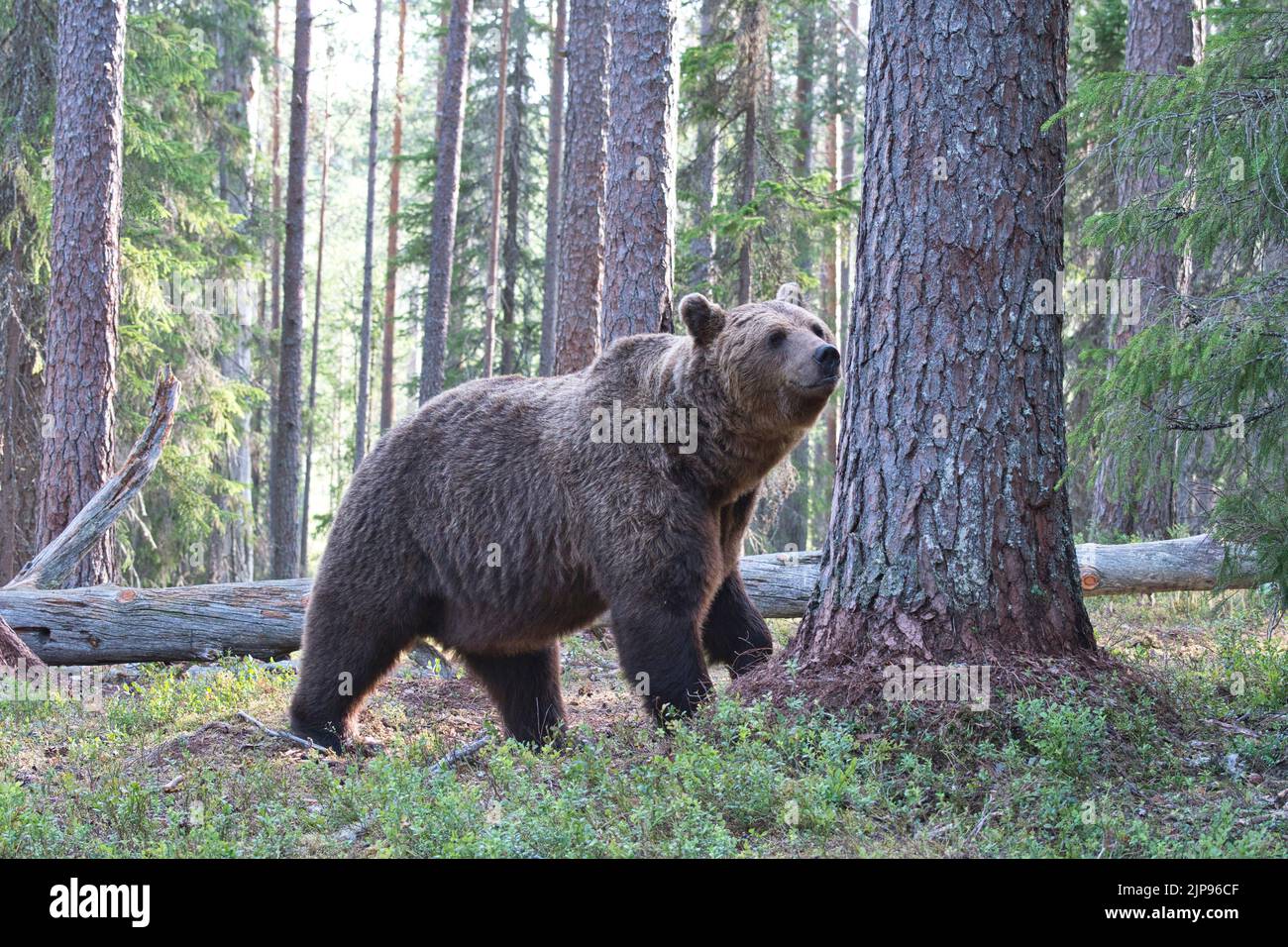 Orso bruno (Ursus arctos) nella foresta boreale o taiga della Finlandia Foto Stock