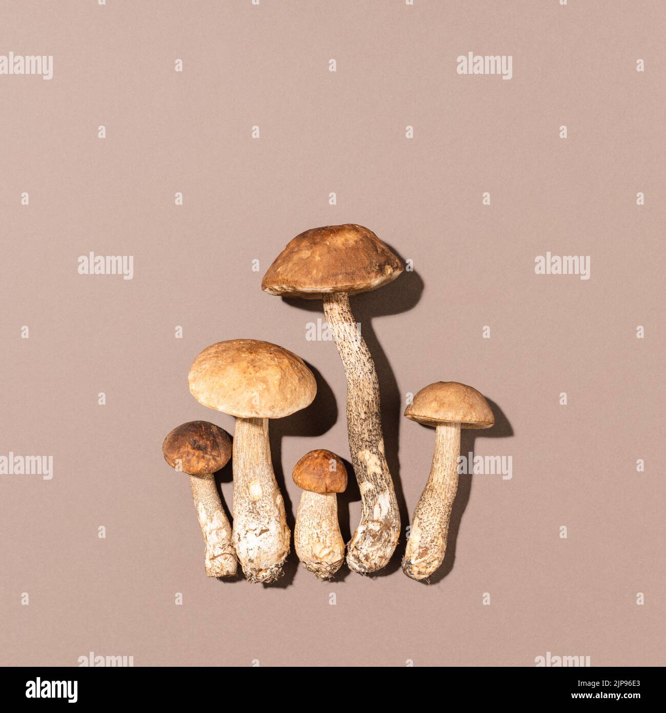 Funghi su sfondo marrone. Concetto di raccolto autunnale. Foto Stock