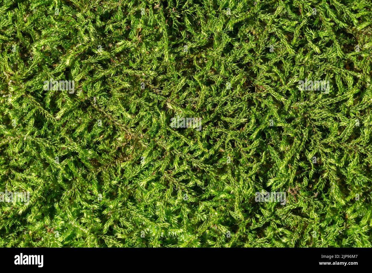 sfondo verde muschio, macro astratto naturale o texture da tappezzeria, preso direttamente dall'alto Foto Stock