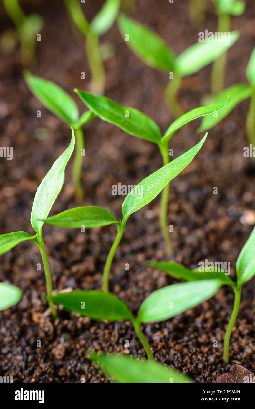 primo piano di giovani piante vivaio, piante verdi di peperoncino, sfondo soft-focus, concetto di giardinaggio domestico Foto Stock