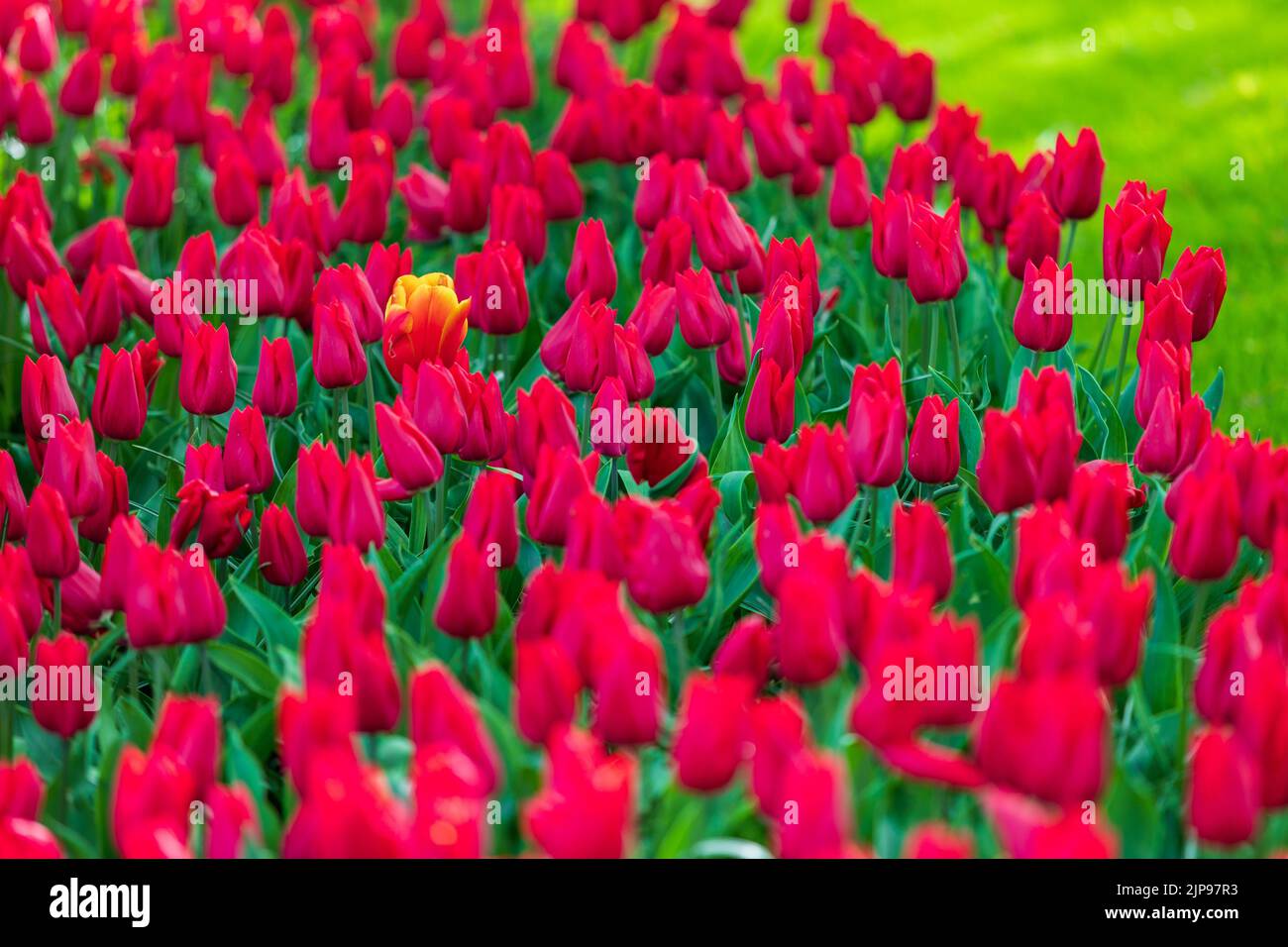 Un primo piano di bellissimi tulipani rossi vibranti in un giardino Foto Stock