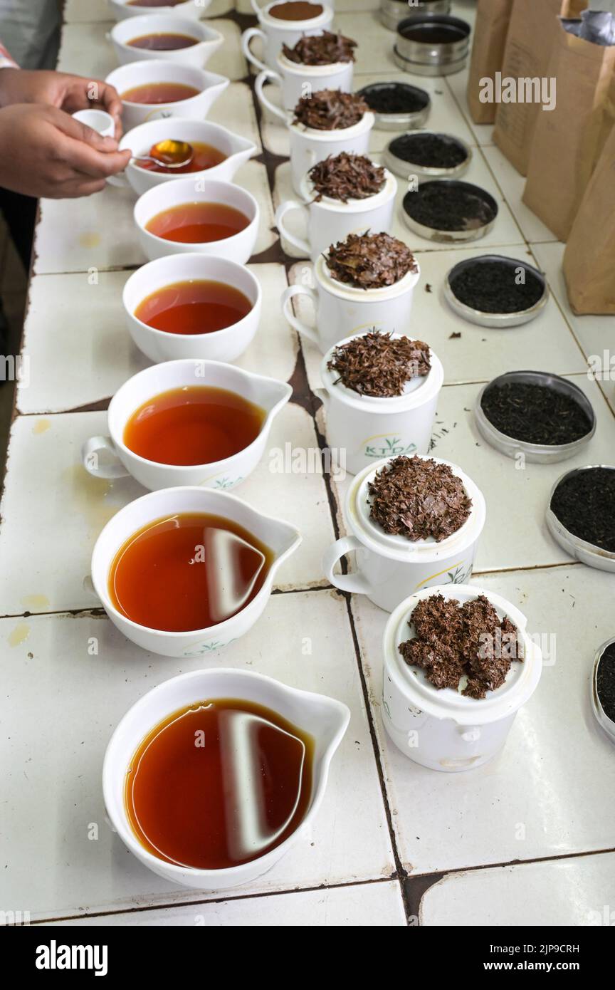 KENYA, Kimunye, KTDA fabbrica di tè, tazze con diverse qualità di tè per la degustazione di tè, cucina tè, colore e gusto del tè Foto Stock