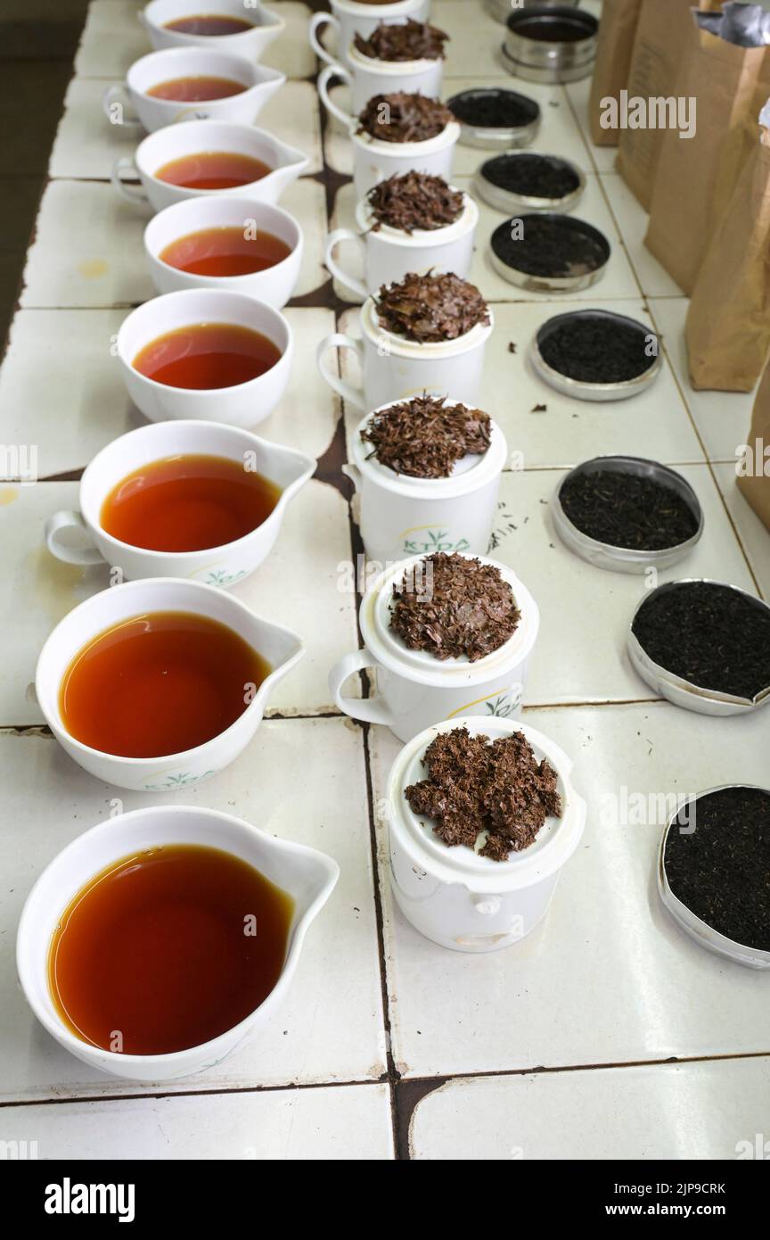 KENYA, Kimunye, KTDA fabbrica di tè, tazze con diverse qualità di tè per la degustazione di tè, cucina tè, colore e gusto del tè Foto Stock