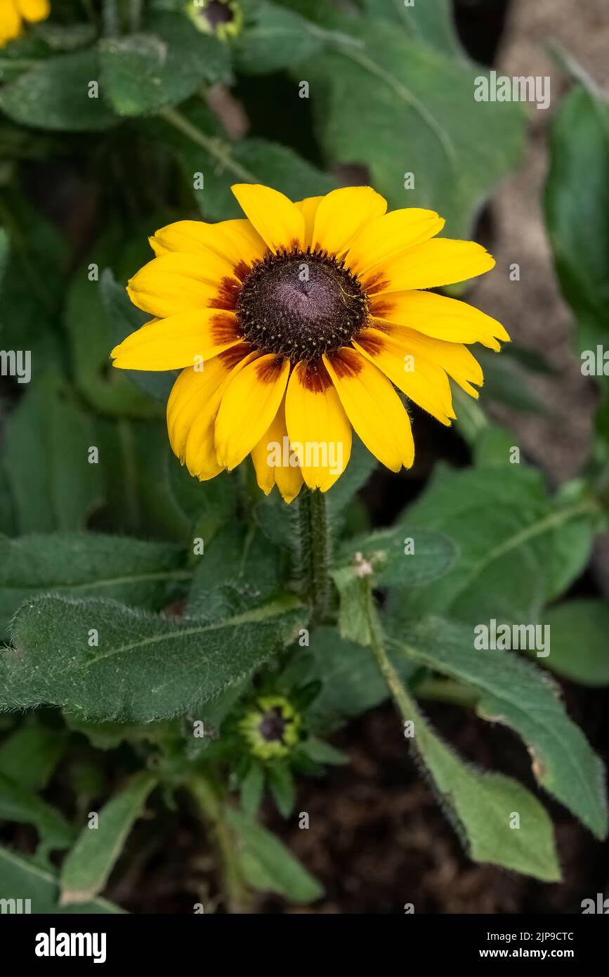 Rudbeckia hirta 'Big Smileyz Love' una pianta di fiori d'autunno giallo arancione erbaceo perenne estate comunemente conosciuta come Black Eyed Susan o Coneflower st Foto Stock