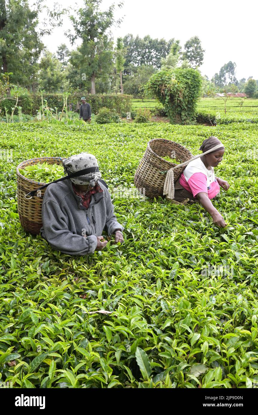 KENYA, Kimunye, piantagione di tè, le donne raccolse le foglie di tè a mano / KENIA, Kimunye, Teegarten, Frauen pflücken Teeblätter Foto Stock