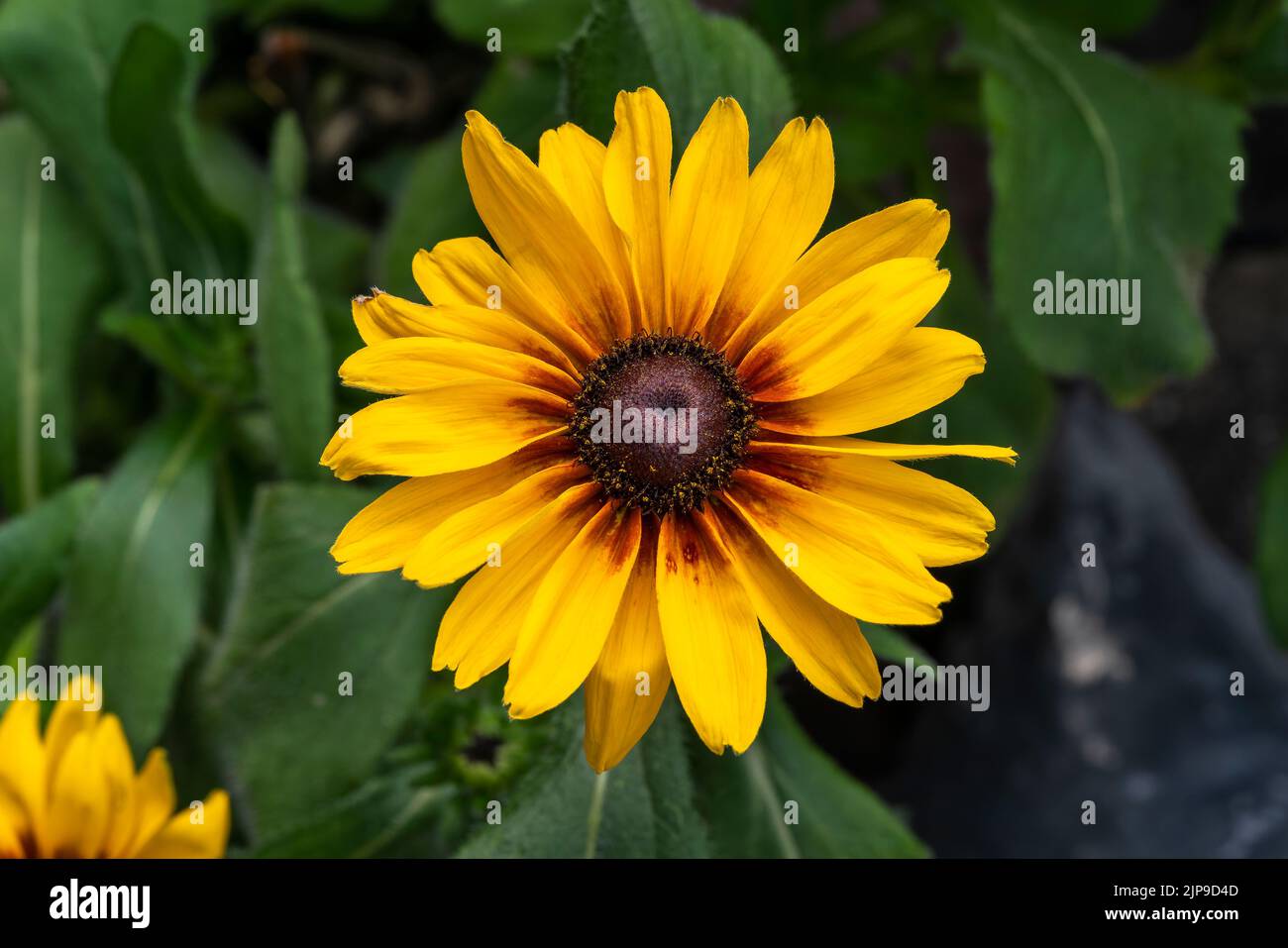 Rudbeckia hirta 'Big Smileyz Love' una pianta di fiori d'autunno giallo arancione erbaceo perenne estate comunemente conosciuta come Black Eyed Susan o Coneflower st Foto Stock