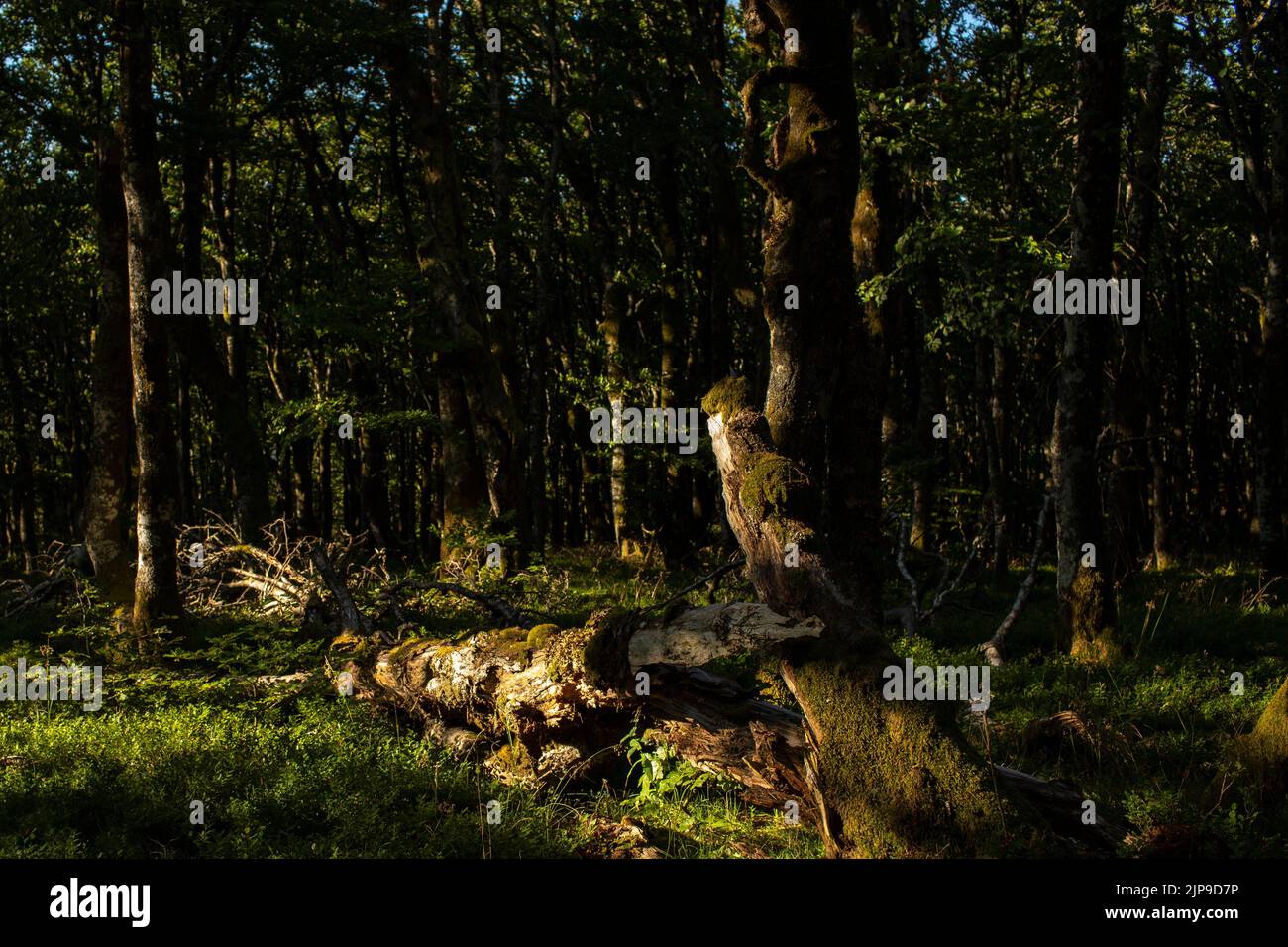 Forêt Vosgienne Foto Stock