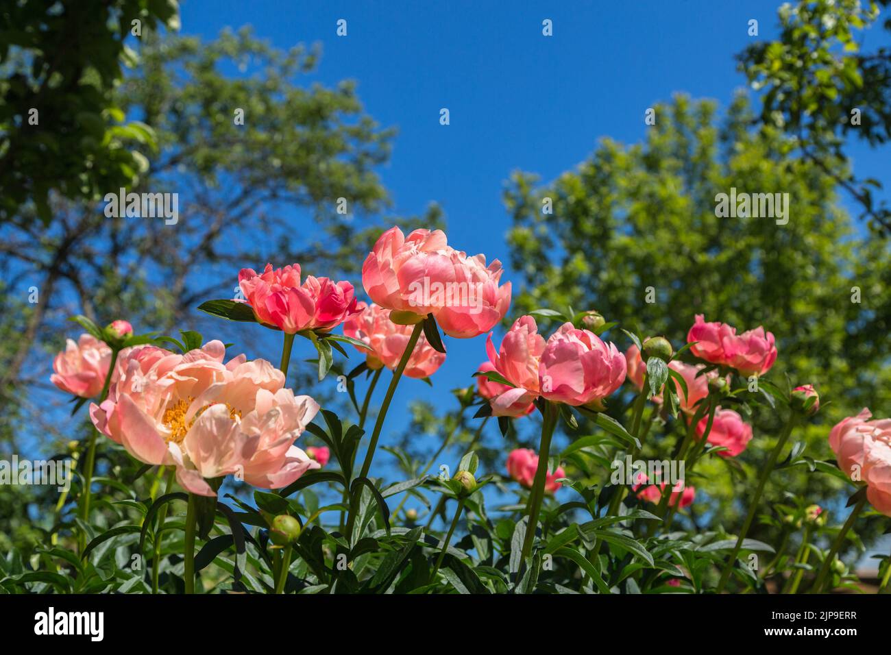 Peony Corallo fascino arancio rosa fiore di peonia in fiore Foto Stock