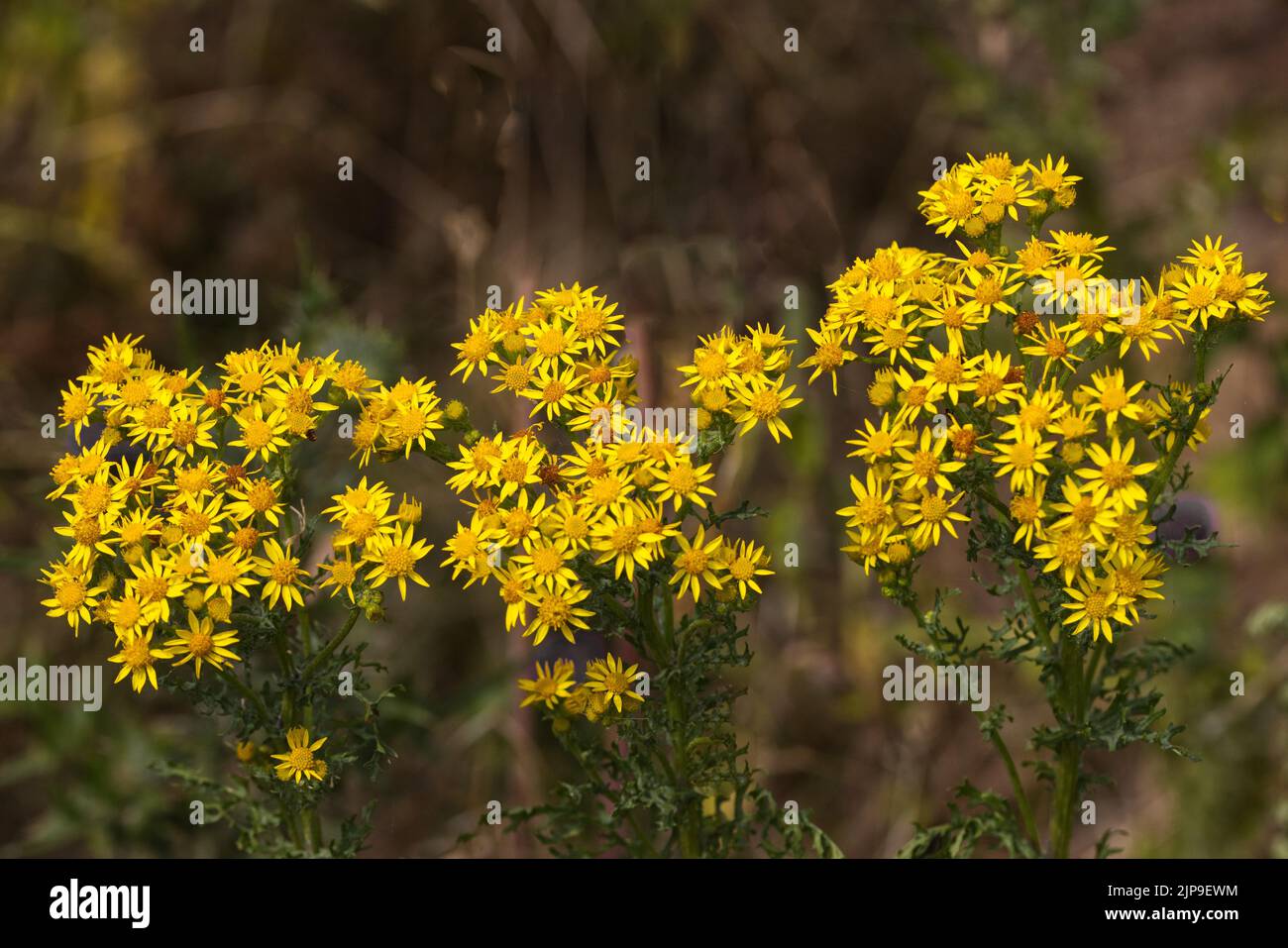 Fiori gialli del ragwort comune, Jacobaea vulgaris (Senecio jacobaea) Foto Stock