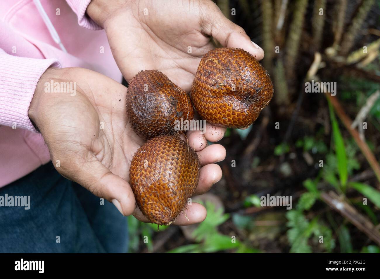 Frutti di Salak (Salacca zalacca), o frutto di serpente, tenuti nelle mani di un uomo indonesiano. Halmahera, Indonesia. Foto Stock
