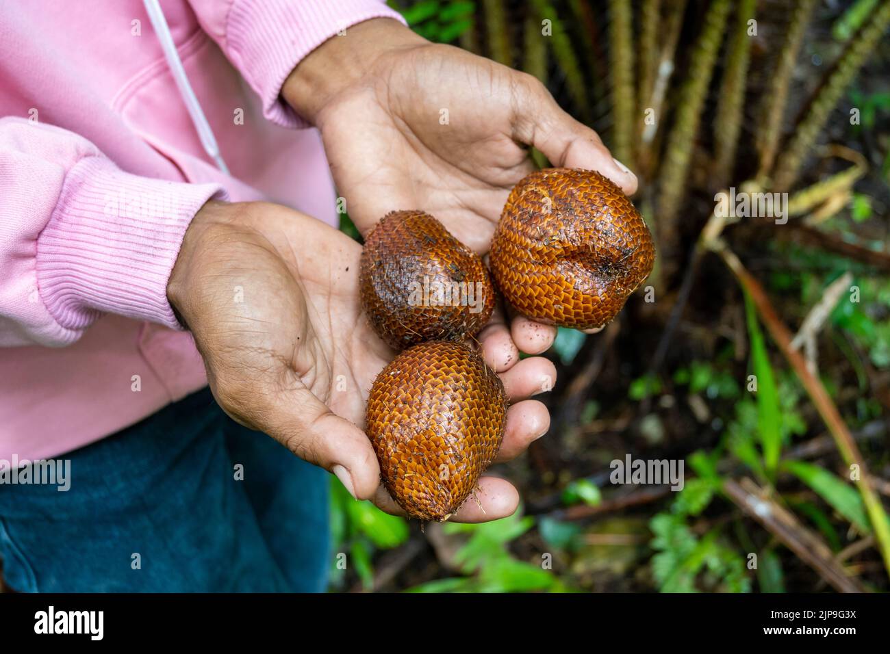 Frutti di Salak (Salacca zalacca), o frutto di serpente, tenuti nelle mani di un uomo indonesiano. Halmahera, Indonesia. Foto Stock