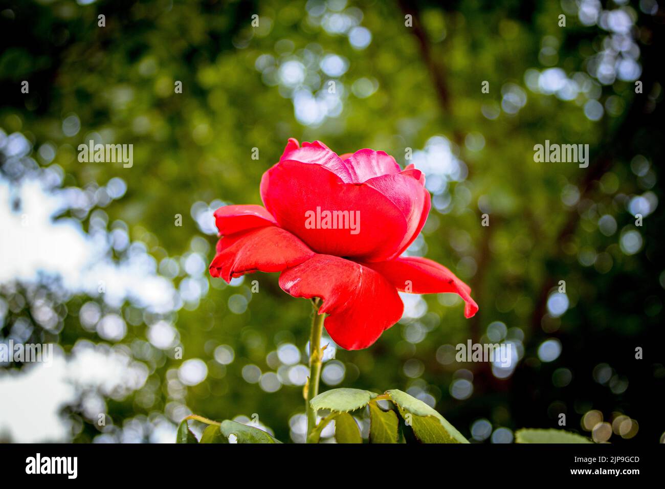 rosa Foto Stock