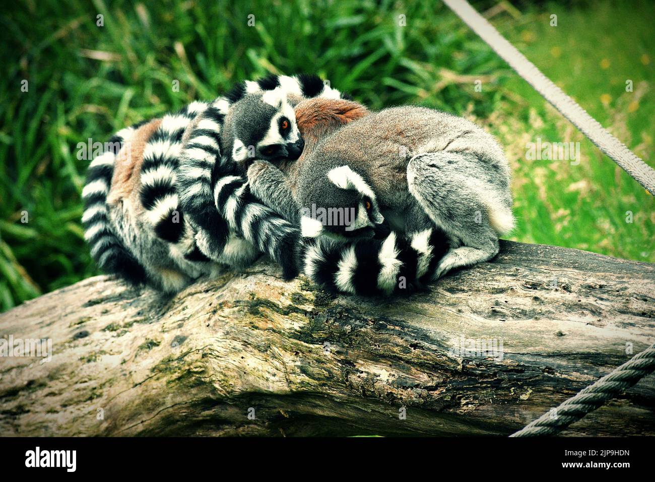 La dimensione del gruppo dei lemuri prevede che l’intelligenza sociale riposi in pungher Foto Stock