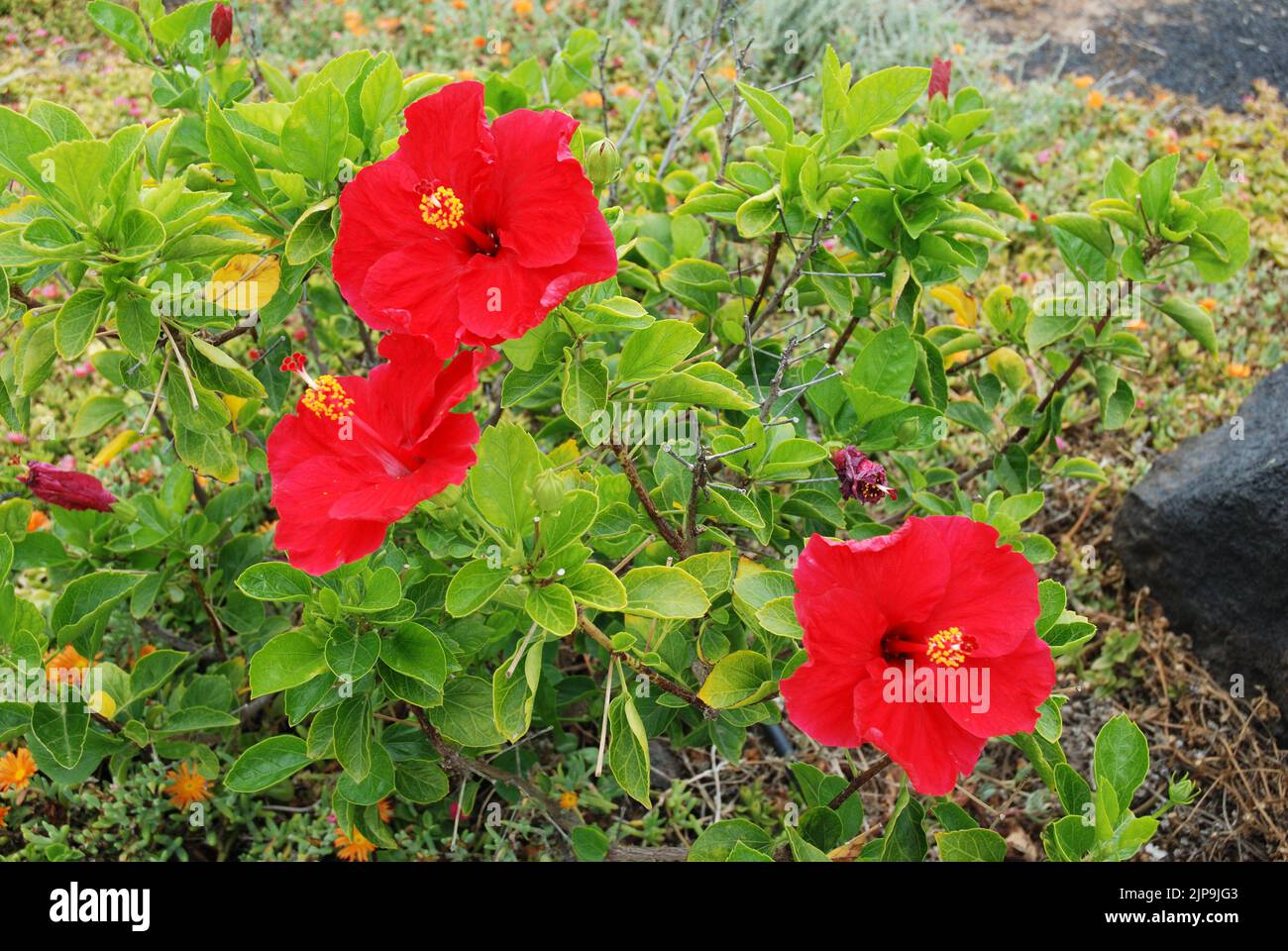 I fiori di ibisco. Foto Stock