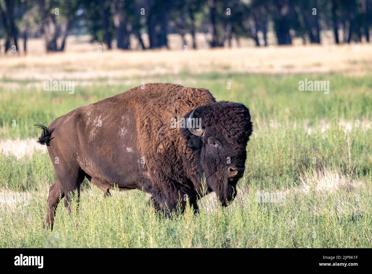 Male American Bison (Bison bison) - Rocky Mountain Arsenal National Wildlife Refuge, Commerce City, vicino a Denver, Colorado Foto Stock