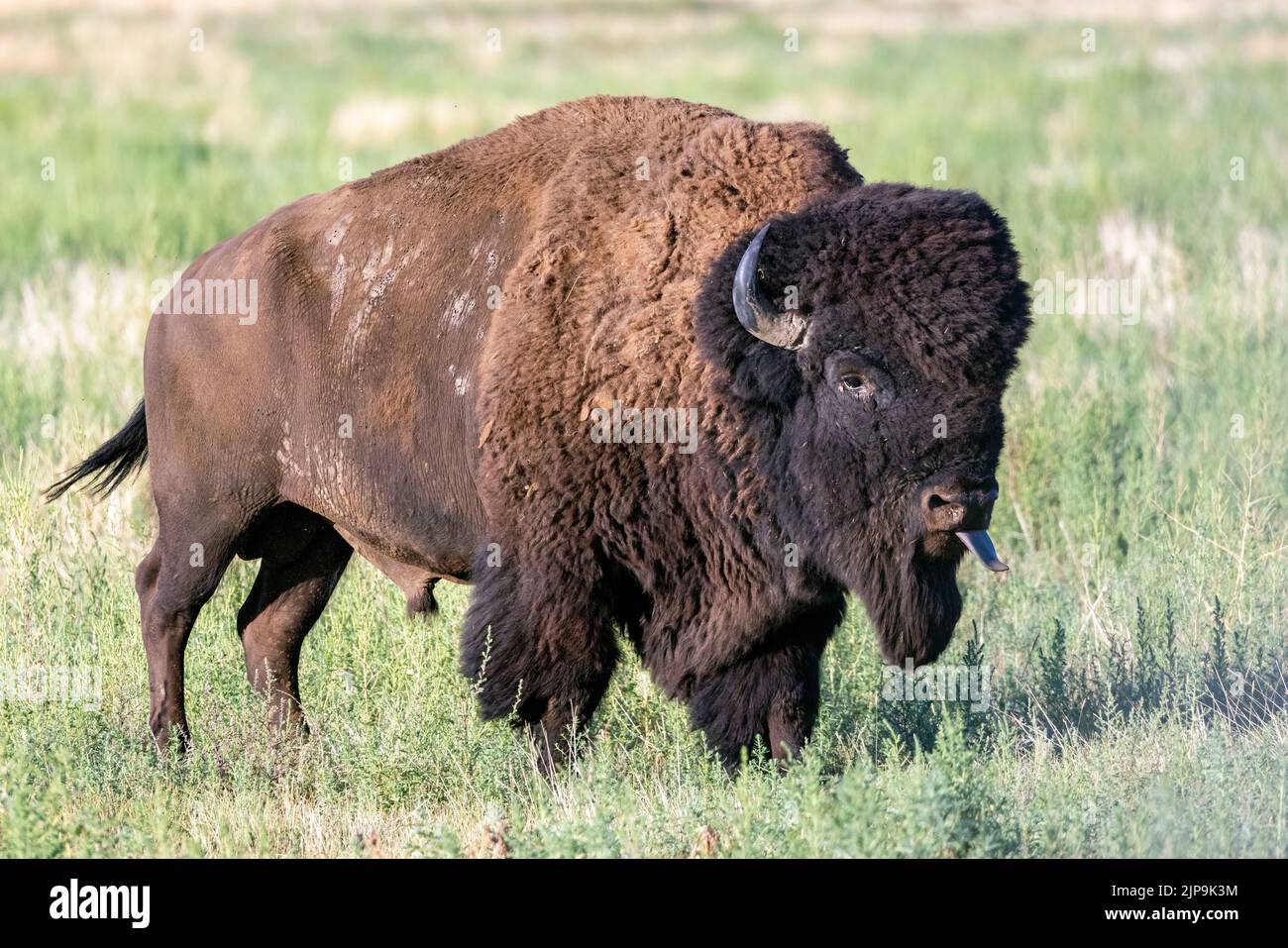 Maschio American Bison (Bison bison) che si stacca la lingua durante la malga - Rocky Mountain Arsenal National Wildlife Refuge, Commerce City, vicino Denver, Colora Foto Stock