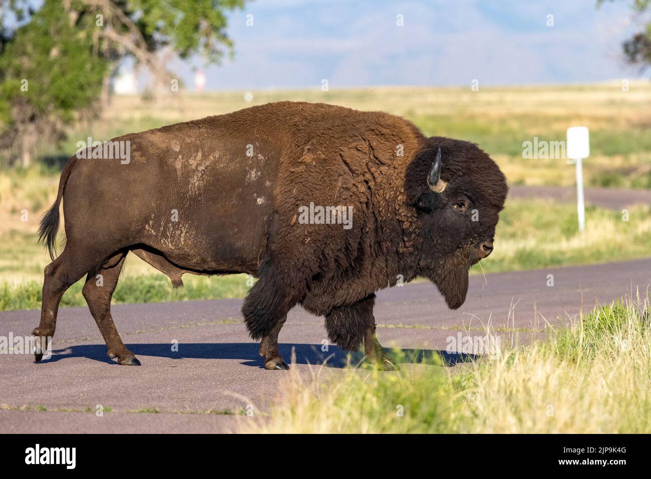 Big male American Bison (Bison bison) sulla strada - Rocky Mountain Arsenal National Wildlife Refuge, Commerce City, vicino a Denver, Colorado Foto Stock