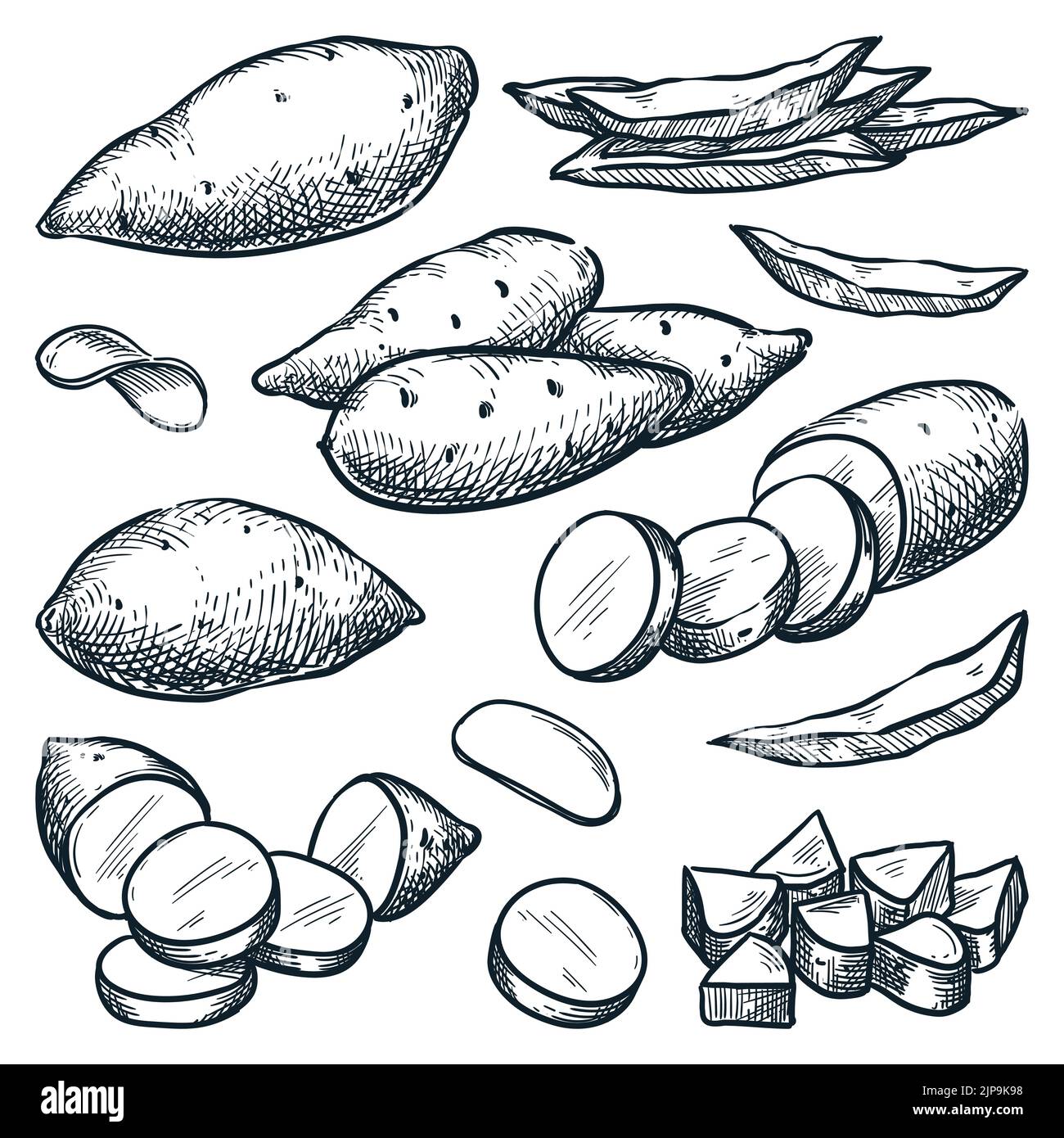 Illustrazione vettoriale dello schizzo della patata dolce. Yam raccolto, agricoltura disegnata a mano e fattoria elementi di design isolato Illustrazione Vettoriale