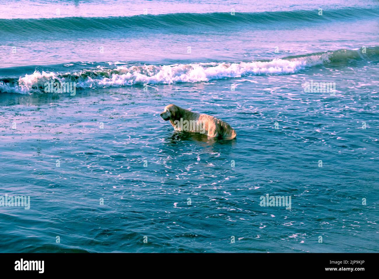 divertimento del mare del cane Foto Stock