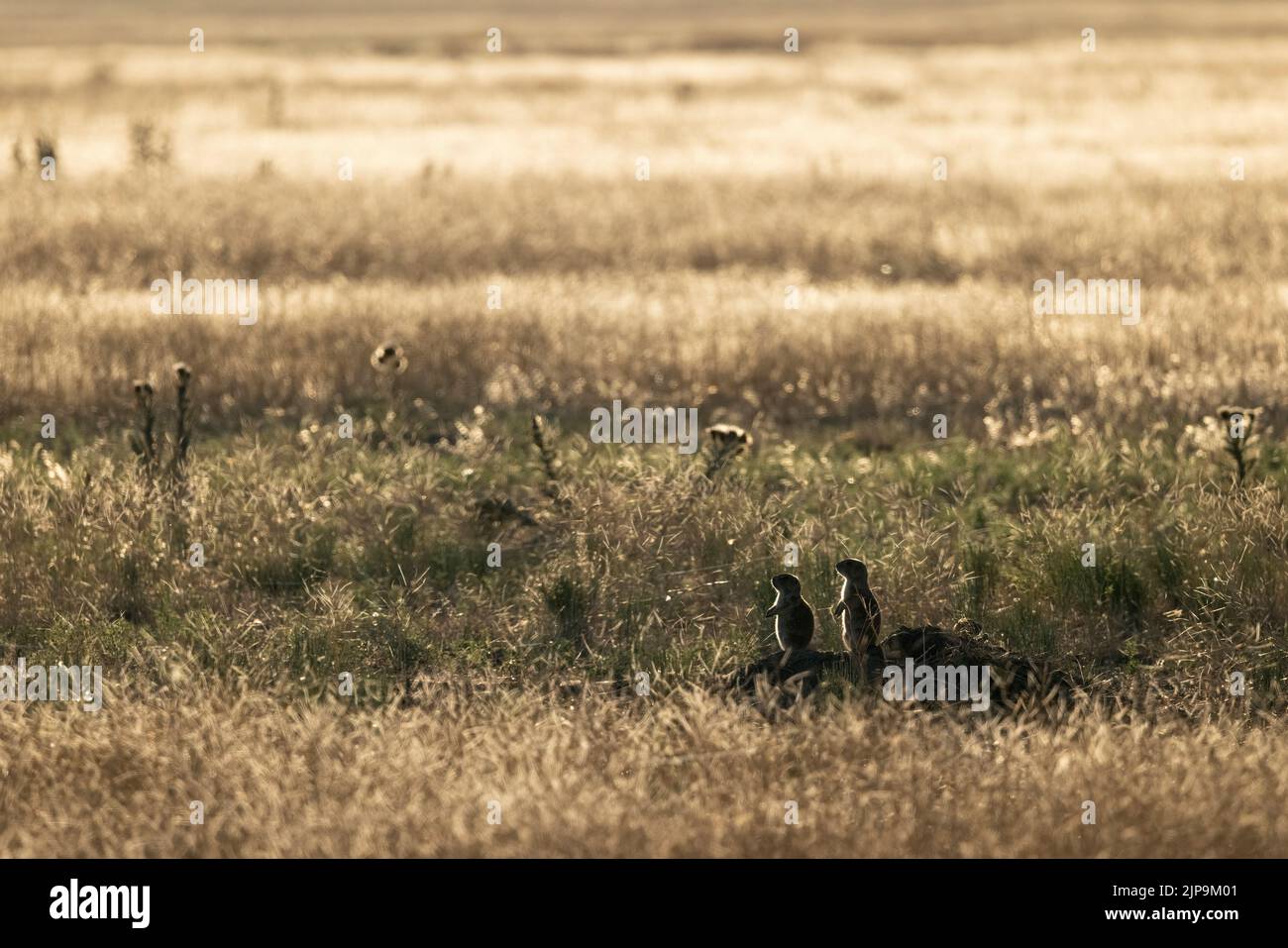 Due cani della prateria dalla coda nera (Cynomys ludovicianus) retroilluminati nella prateria - Rocky Mountain Arsenal National Wildlife Refuge, Commerce City, vicino a Denver, Foto Stock