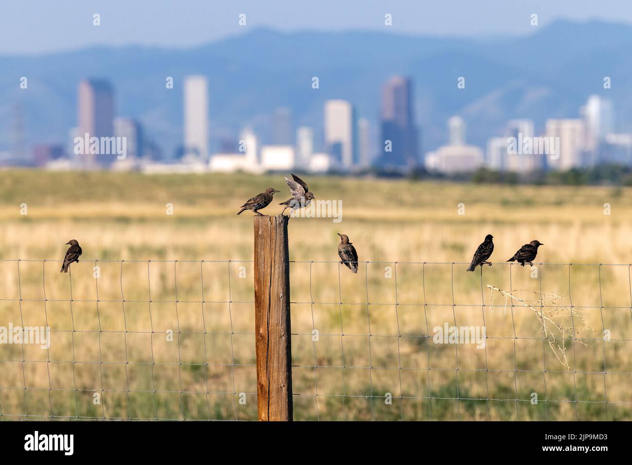 Gregge di giovani giovani europei Starlings (Sturnus vulgaris) su recinto in Rocky Mountain Arsenal National Wildlife Refuge, Commerce City, vicino a Denver, Color Foto Stock