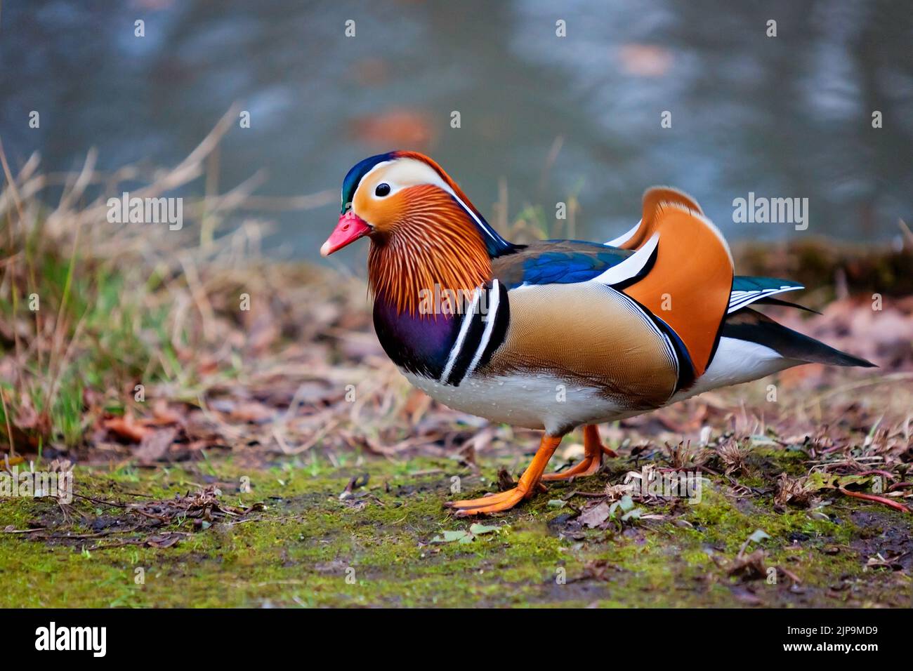 Una bella anatra di mandarino maschio al lago Foto Stock