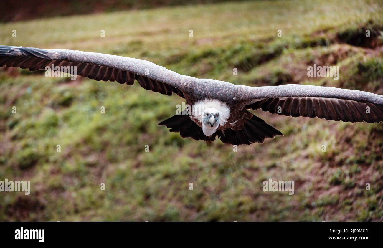 vulture, im flug, avvoltoi Foto Stock