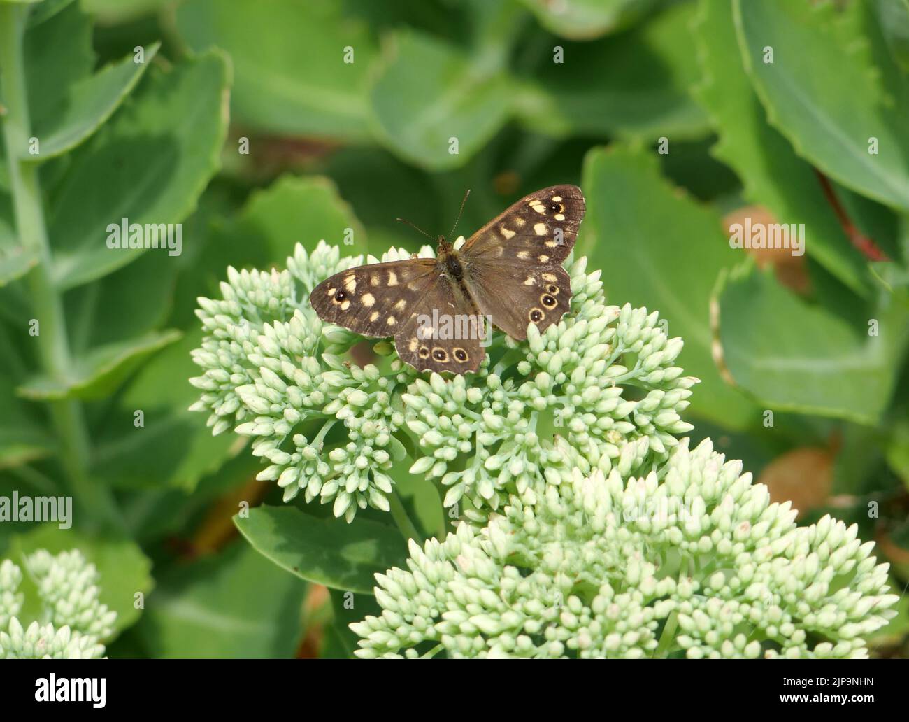 Farfalla di legno macchiata (Pararge aegeria) su pianta verde di giardino di sedum Foto Stock