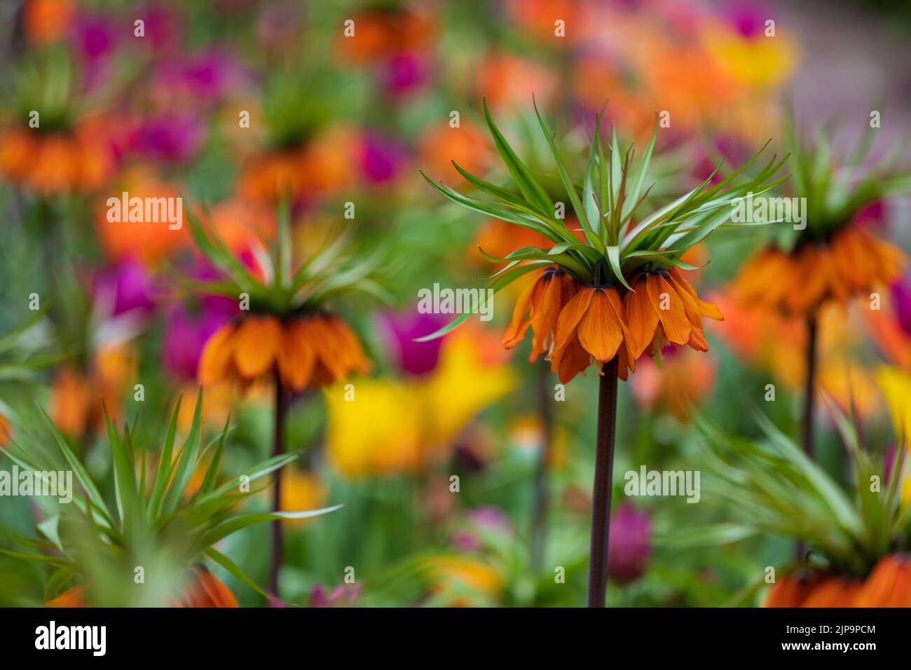 Un primo piano di splendidi fiori imperiali a corona vibrante in un giardino Foto Stock