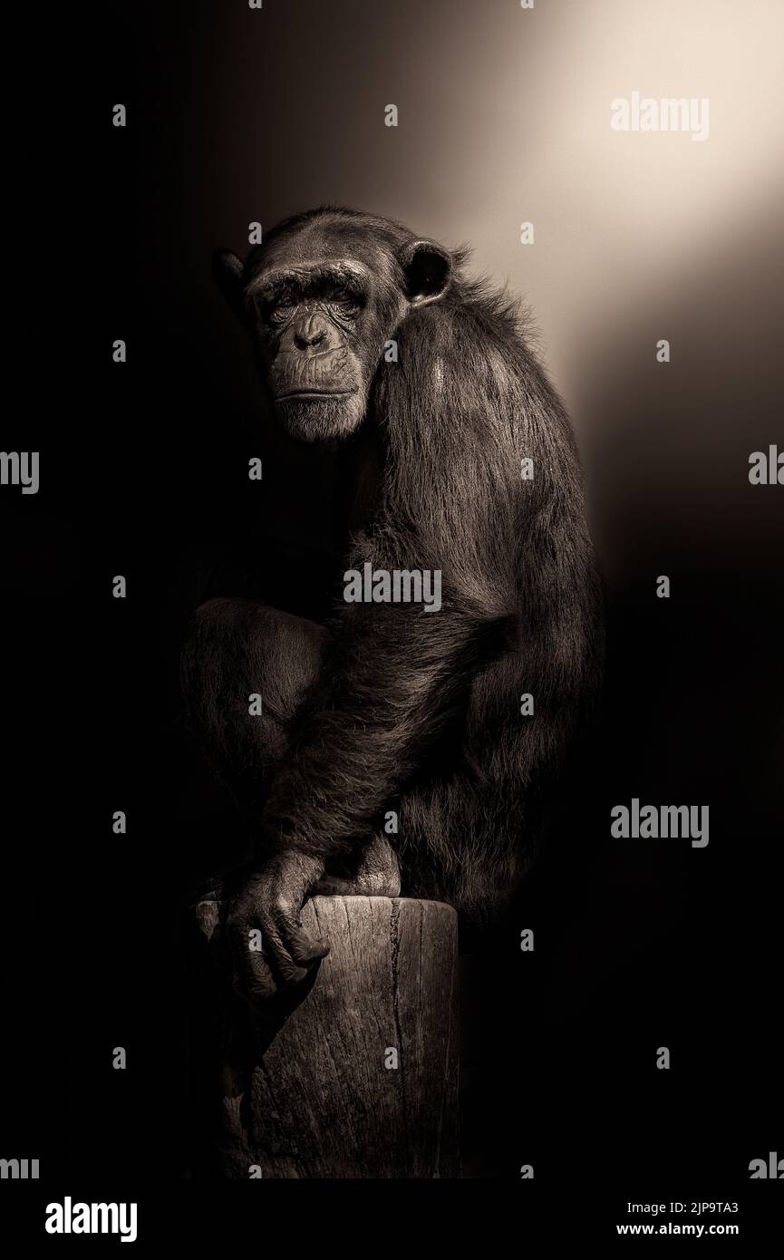 scimpanzé, scimmia umana, schimpanse gemeiner, trogloditi pan, scimpanzé, nastri, primate Foto Stock
