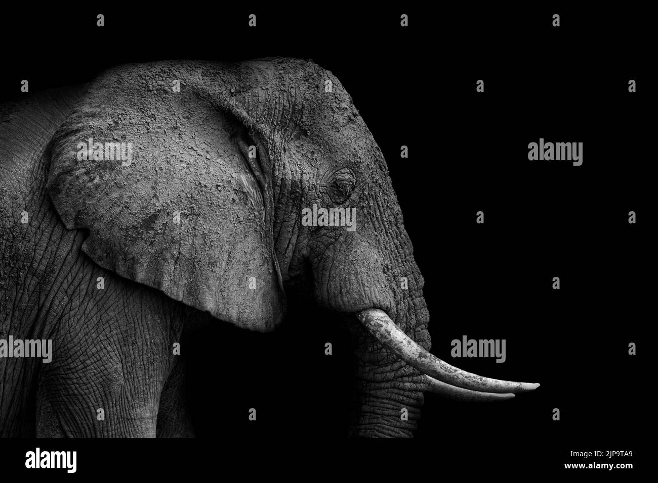 ritratto di animali, elefante, testa di elefante, ritratti di animali, elefanti, teste di elefante Foto Stock