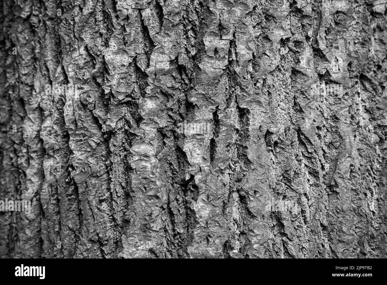Colpo di texture di marrone corteccia di albero, riempiendo il telaio Foto Stock
