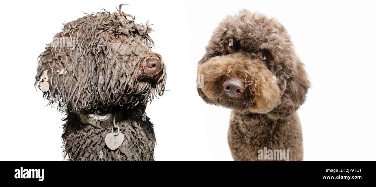 Pulisca e sporco il cane lanuginoso del poodle dopo il gioco in una pouddle del fango. Isolato su sfondo bianco. Concetto del groomer del cane Foto Stock