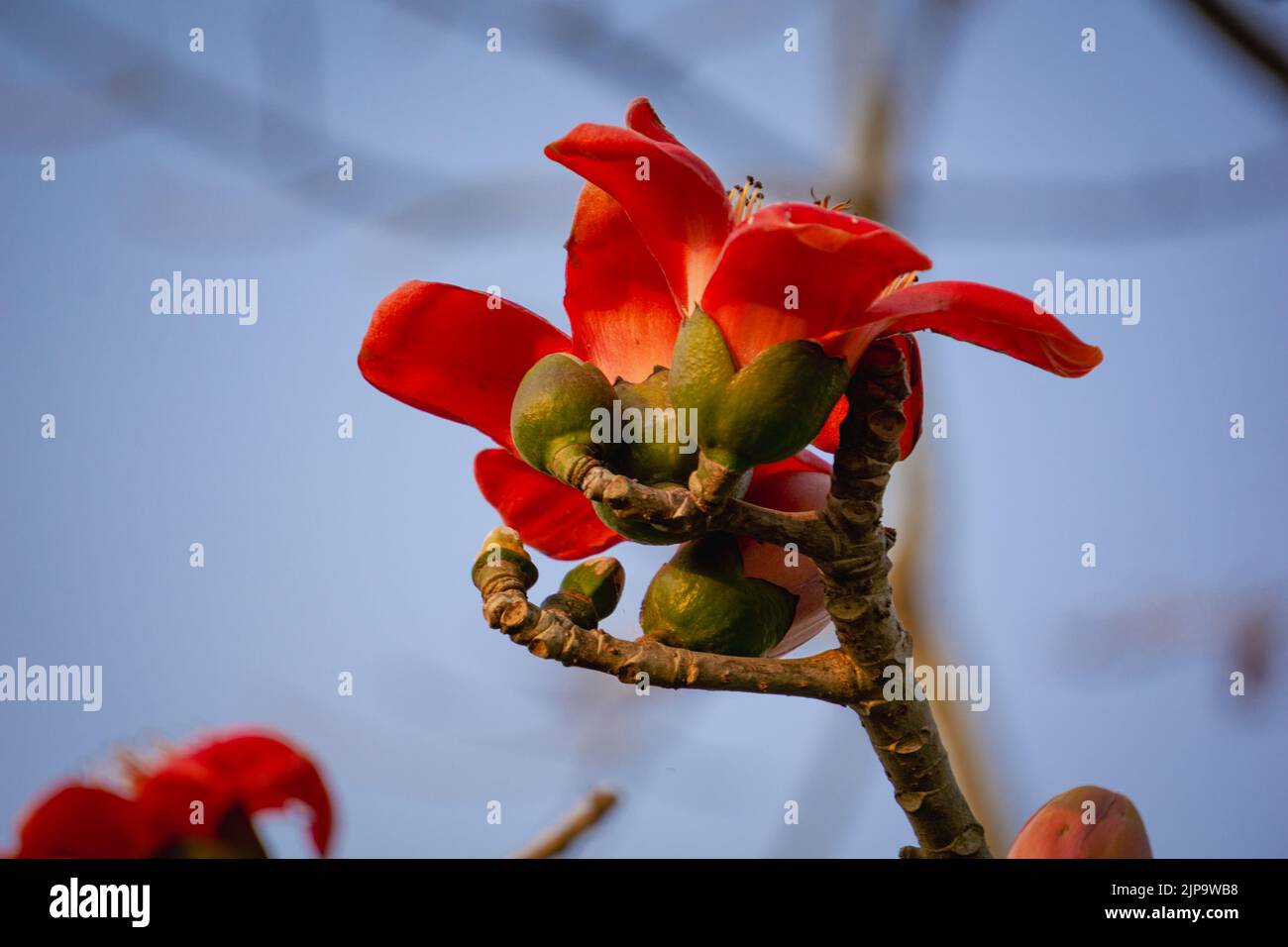 Immagine ravvicinata di Red Shimul flower.Beautiful fuoco-rosso splendidi fiori fiorire sui rami di Shimul o rosso seta-cotone albero. Fiori rossi vista i Foto Stock