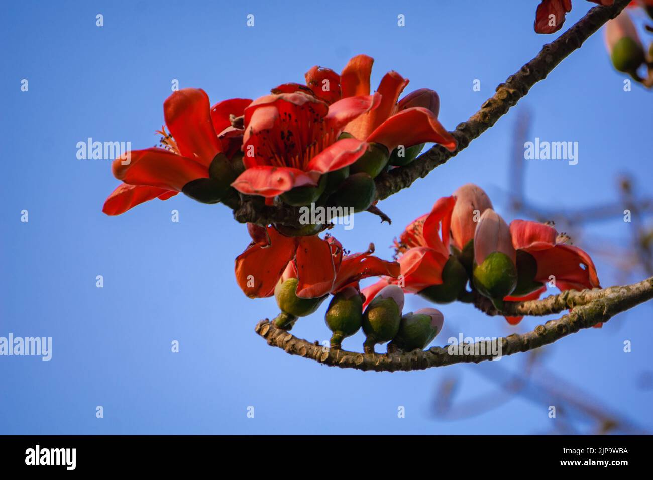 Immagine ravvicinata di Red Shimul flower. Questo albero è comunemente noto come Let-pan. È ampiamente piantato nei parchi e sulle strade a causa della sua bellezza Foto Stock
