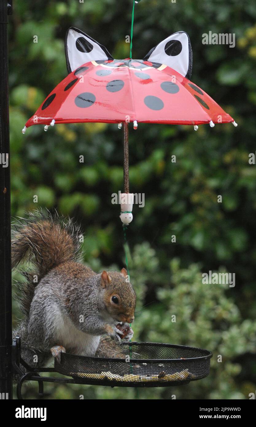 Mettere l'ombrello immagini e fotografie stock ad alta risoluzione - Pagina  2 - Alamy