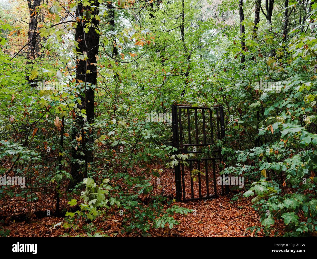 Un cancello chiuso nel mezzo della foresta Foto Stock