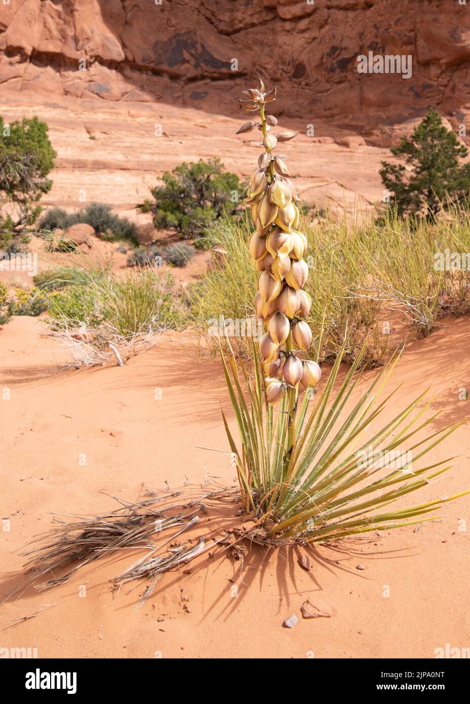 Stabilimento di Soapweed Yucca all'Arches National Park, Moab, Utah Foto Stock