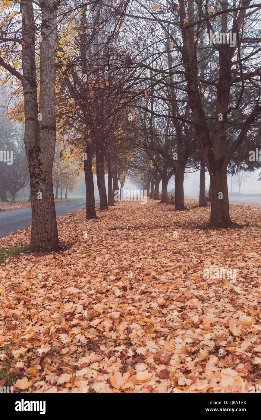 File di acero con foglie cadute in nebbia in autunno Foto Stock