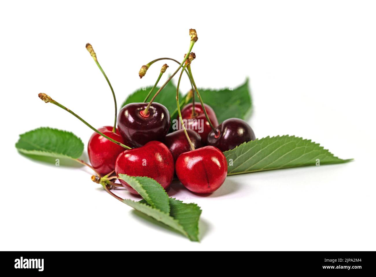 Ciliegie dolci, Prunus avium, su sfondo bianco Foto Stock