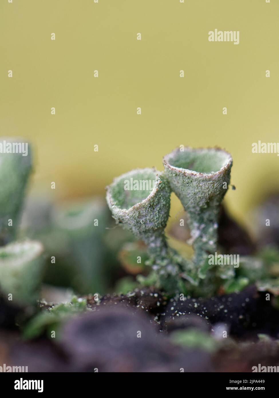 Coppa Pixie / lichen tromba in polvere (Cladonia fimbriata) con spore che formano coppe riproduttive, crescendo su un ramo di albero marcio, Kenfig NNR, Glamorgan Foto Stock
