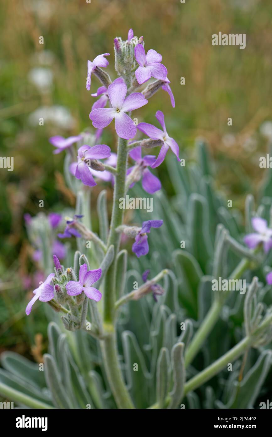 Stock di mare (Matthiola sinuata) fiorito su dune di sabbia vicino alla costa, Kenfig NNR, Glamorgan, Galles, Regno Unito, Giugno. Foto Stock