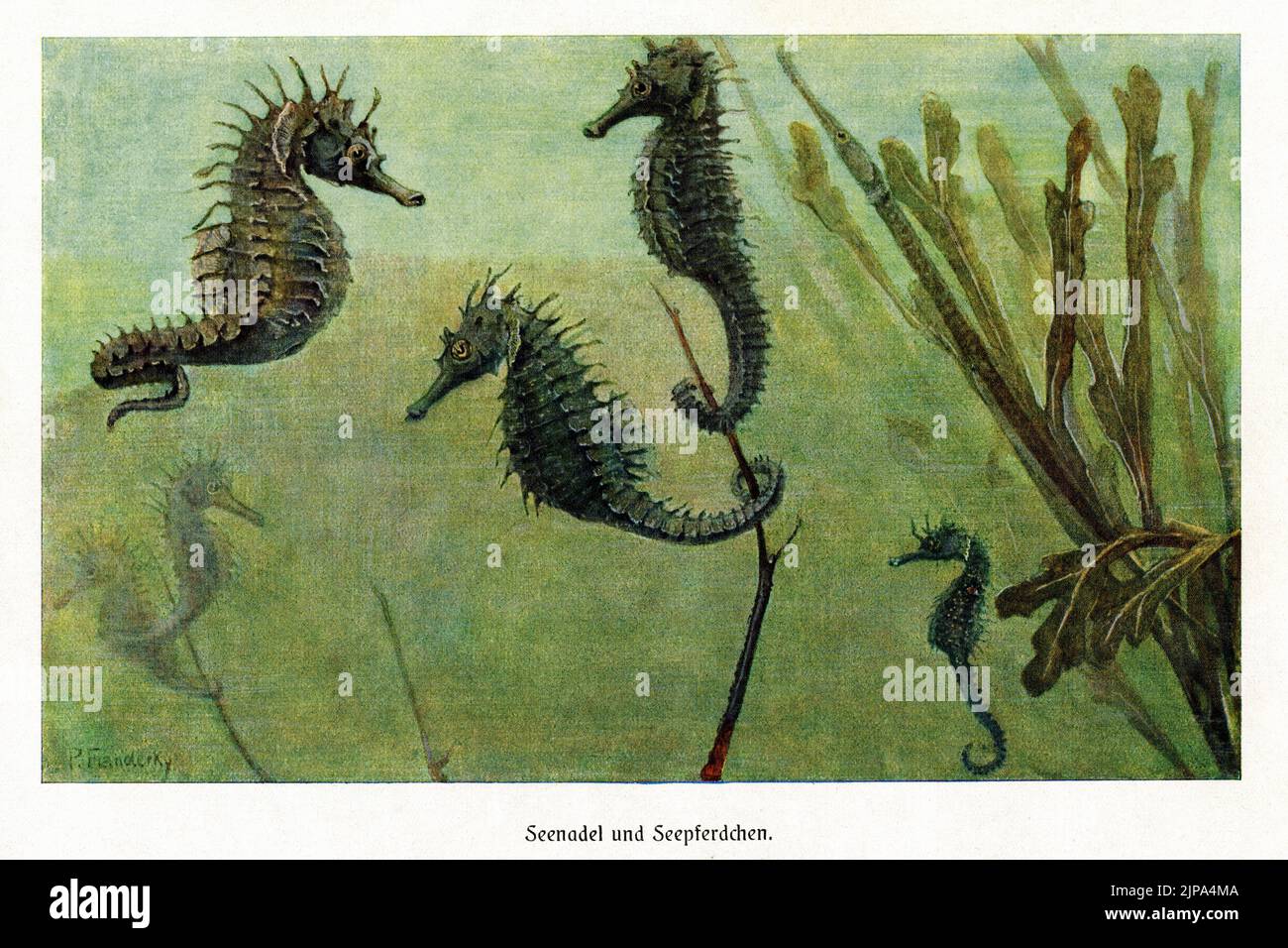 I cavallucci marini (ippocampo) galleggiano con code arricciate intorno alle piante sottomarine che proteggono i pesci pipa: Pittura dei primi anni '1900 dell'artista tedesco della fauna selvatica Paul Flanderky (1872-1937). Foto Stock
