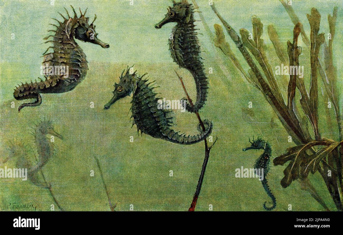 Cavallucci marini (ippocampo), pesci con scheletri esterni, code di curling prehensile e lunghe nevi, e pesci pipedo. Pittura dei primi anni '1900 dell'artista tedesco della fauna selvatica Paul Flanderky (1872-1937). Foto Stock