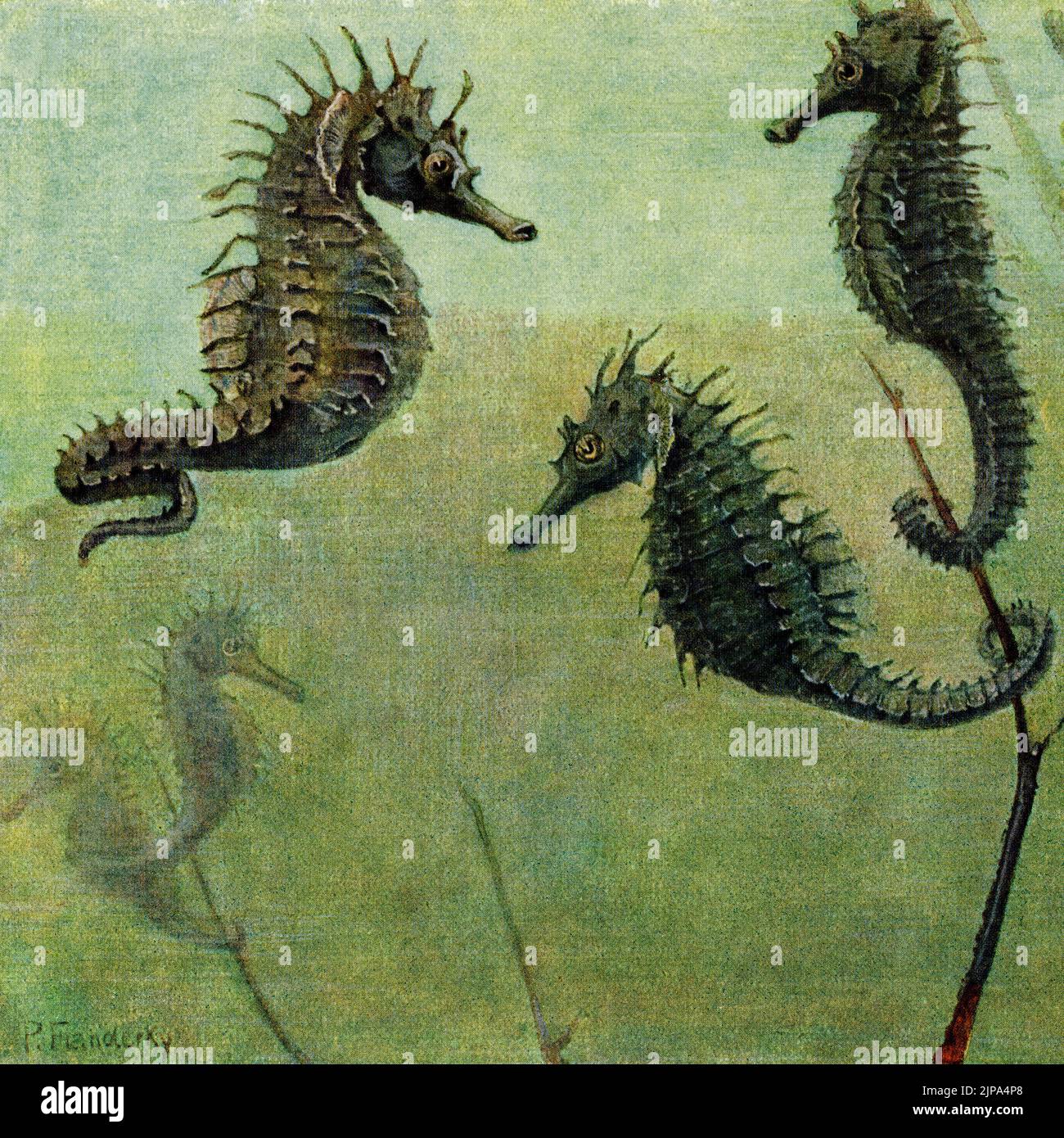 I cavallucci marini (ippocampo) galleggiano con code arricciate intorno alle piante sottomarine che proteggono i pesci pipa: Formato quadrato dettaglio della pittura dei primi anni '1900 dell'artista tedesco della fauna selvatica Paul Flanderky (1872-1937). Foto Stock