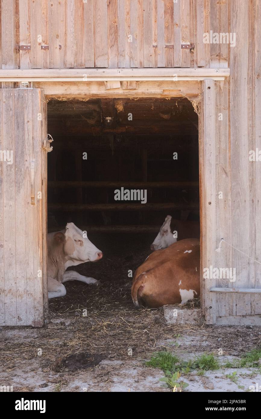 due mucche brune e bianche giacenti in un fienile di legno Foto Stock