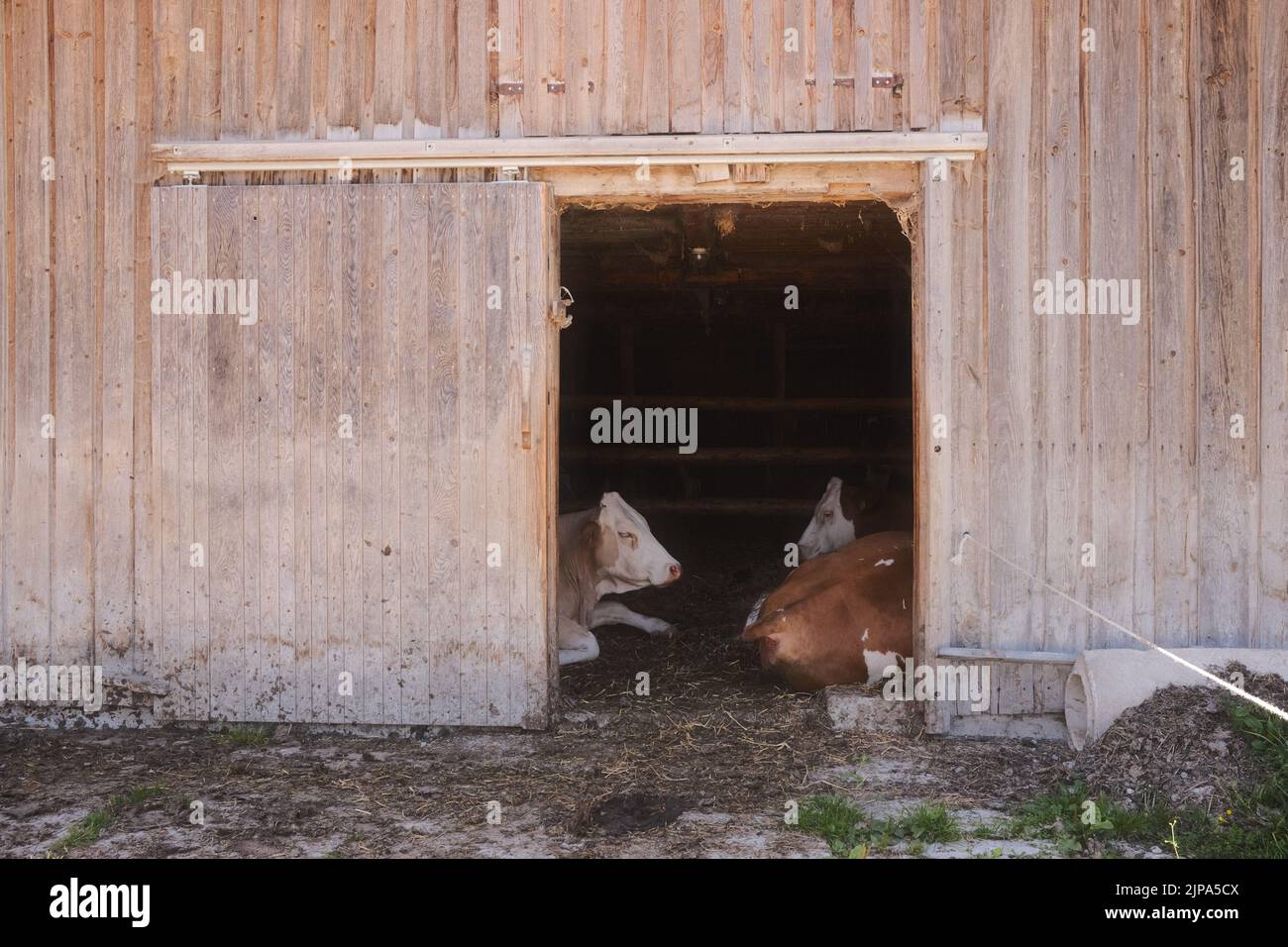 due mucche brune e bianche giacenti in un fienile di legno Foto Stock