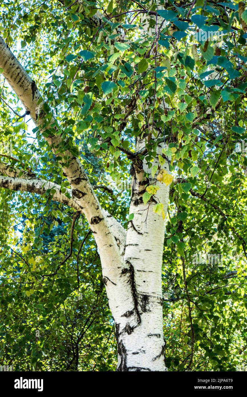 Tronco e fogliame di Birch piangente o White Birch Tree a Denver, Colorado, Stati Uniti Foto Stock