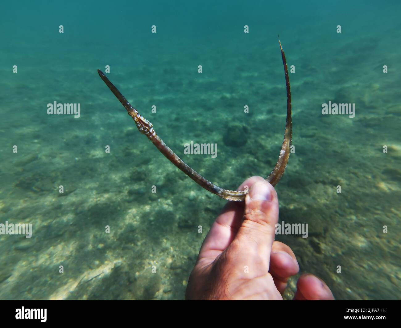 Grecia Nafplio, Martedì 16 Agosto , 2022. Tromba o pesce fistolare alla spiaggia di Karathona in membri del genere di pesci fistolari (Fistularia), che sono una piccola famiglia di pesci allungati dell'ordine di sinathomorph, sono conosciuti con il nome corneta o pesce tromba. Il genere è l'unico membro della famiglia ed è costituito da quattro specie che si trovano nelle acque marine tropicali e subtropicali di tutto il mondo. I pesci granato sono sottili e allungati, come molte anguille, che raggiungono lunghezze fino a 200 cm, e caratterizzati dai loro beccucci molto lunghi. Credit: Vangelis Bougiotis/alamy live news Foto Stock