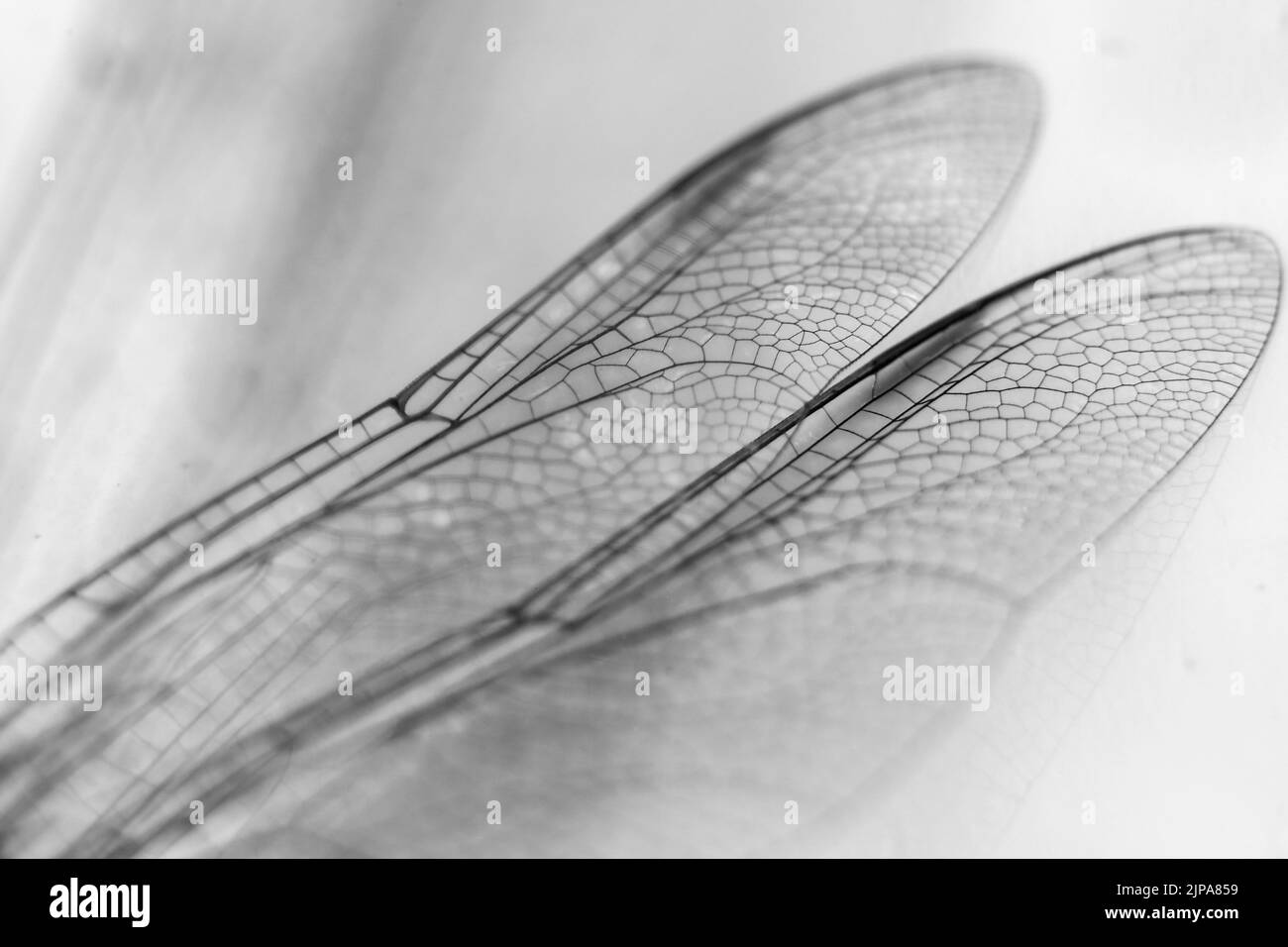 Bella fotografia macro di ali Dragonfly su sfondo bianco Foto Stock